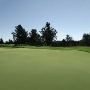 A golf course with ryegrass greens